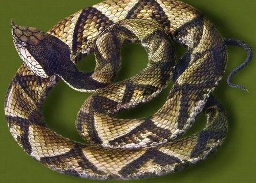 水族毒蛇爆料图视频 第1张 水族毒蛇爆料图视频 第1张